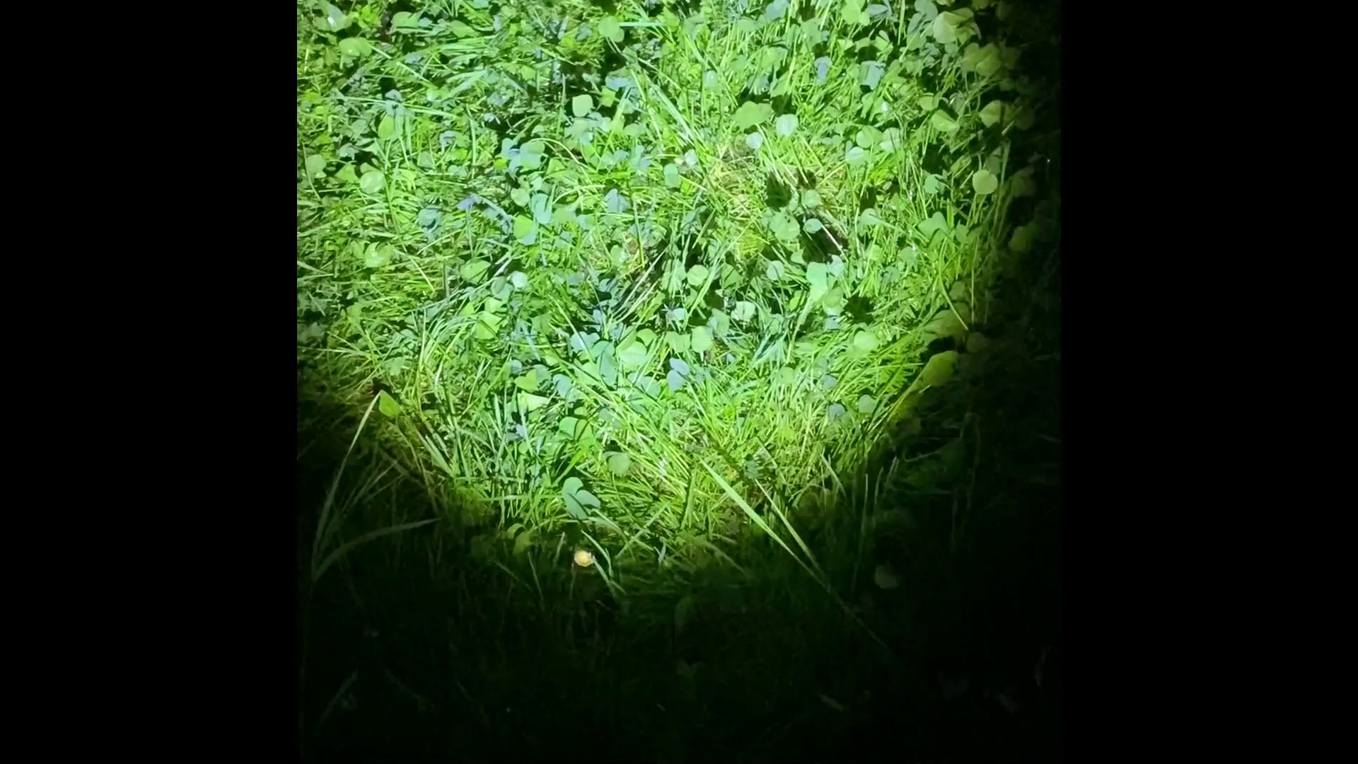 Maja Pasternak – Pamięć emocji